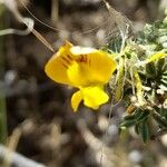 Adesmia adrianii Flor