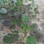 Boerhavia erecta ഇല