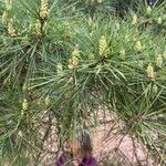 Pinus densiflora Flor