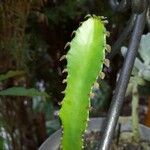 Euphorbia triangularis Leaf