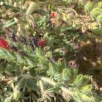 Echium angustifolium Leaf
