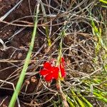 Striga asiatica Flower