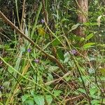 Stachytarpheta urticifolia Flors