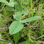 Trifolium montanum Fuelha