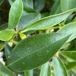 Myoporum laetum Hostoa