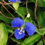 Commelina cyanea Flor