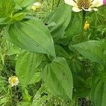 Zinnia elegans Blatt