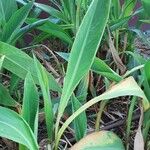 Canna glauca Blad