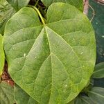 Tinospora cordifolia 葉