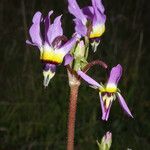 Primula clevelandii Blomst