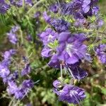 Phacelia bipinnatifida Flor