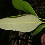 Avicennia bicolor Blad