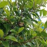 Magnolia figo Õis