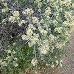 Ceanothus cuneatus Floare