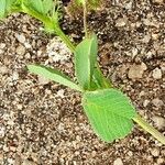 Medicago praecox Leaf