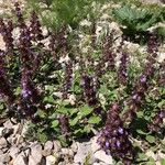 Salvia multicaulis Flower