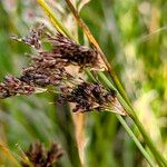 Juncus inflexus Fruit