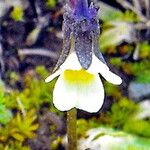 Viola kitaibeliana Flor