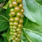 Citharexylum spinosumFruit