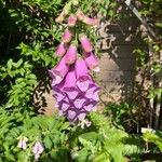 Digitalis purpureaBlomma