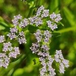 Valerianella eriocarpa Blüte