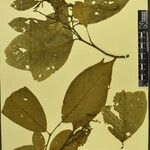 Alnus nepalensis Sonstige