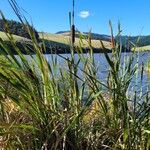 Typha orientalis 整株植物