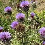 Cynara humilis Hábito