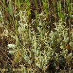 Atriplex pedunculata 整株植物