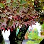Acer palmatumLapas