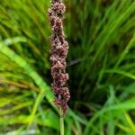 Carex vulpinoidea Flower
