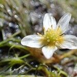 Ranunculus trichophyllus Λουλούδι