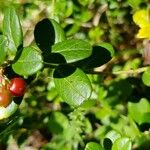 Arctostaphylos uva-ursi পাতা