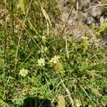 Sideritis hyssopifolia Hábito