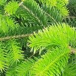 Abies numidica ഇല