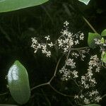 Sparattanthelium wonotoboense Blüte