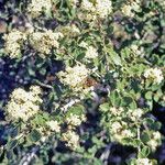 Ceanothus cuneatus Flower