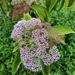 Callicarpa pedunculata Vaisius