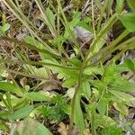 Valeriana locusta Blad