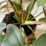 Philodendron atabapoense Rinde