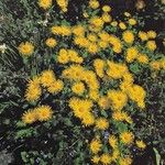 Doronicum orientale Libunga