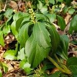 Pachysandra terminalis Листок