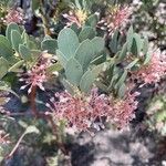 Arctostaphylos pringlei Fiore