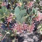 Arctostaphylos pringlei