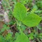 Lathyrus roseus Лист