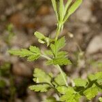 Chaerophyllum nodosum Arall