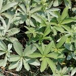 Potentilla valderia Other