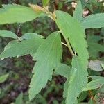 Spiraea cantoniensis Blatt