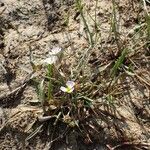 Baldellia ranunculoides Habitat