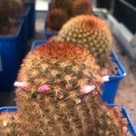 Mammillaria carmenae Hoja